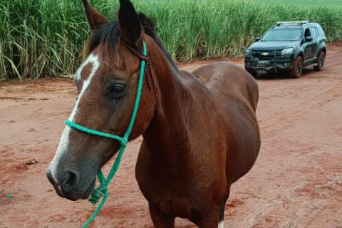 PM de Jacarezinho recupera cavalo furtado de pasto