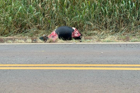 Vaca morre atropelada na PR 436 entre Bandeirantes e Abatiá