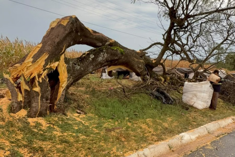 Caminhão Bitrem carregado de milho se envolve em acidente na BR-369, em Santa Mariana